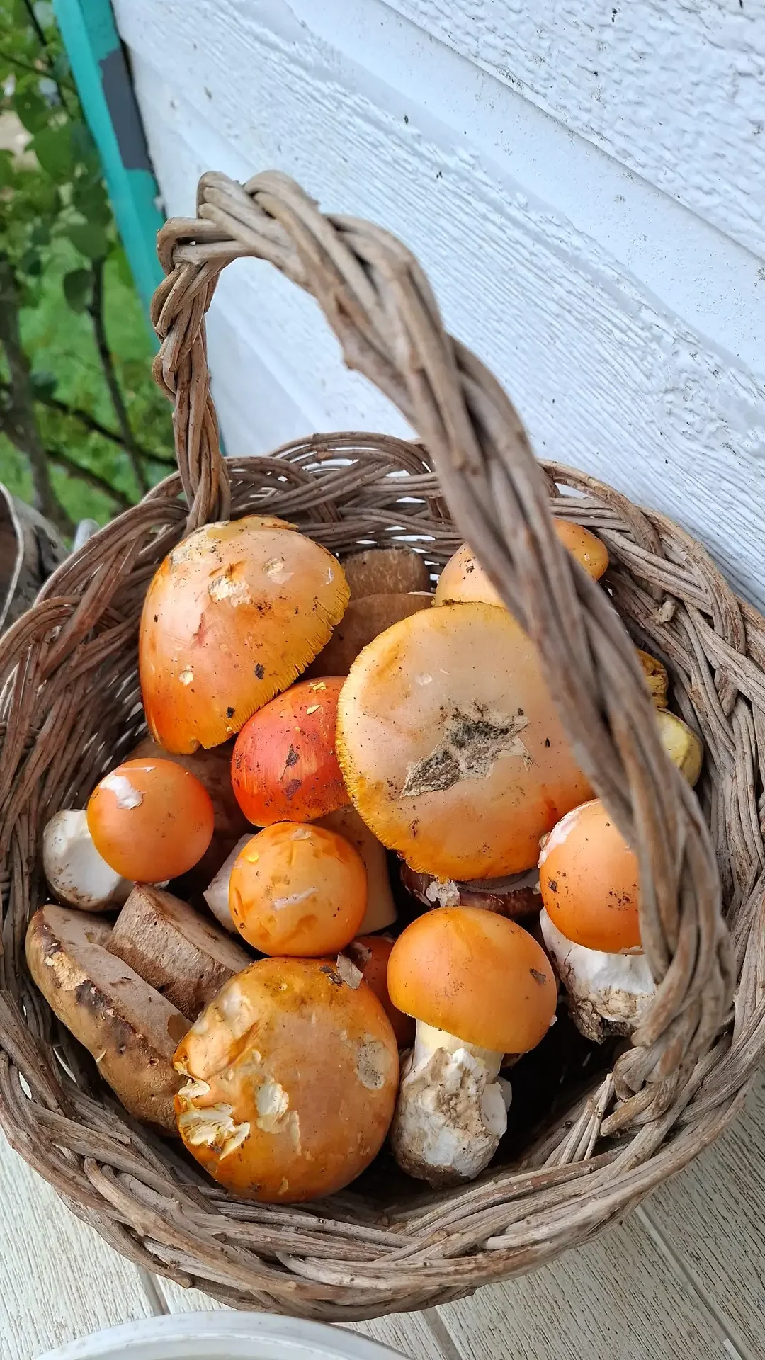 Cesta de mimbre llena de setas de temporada