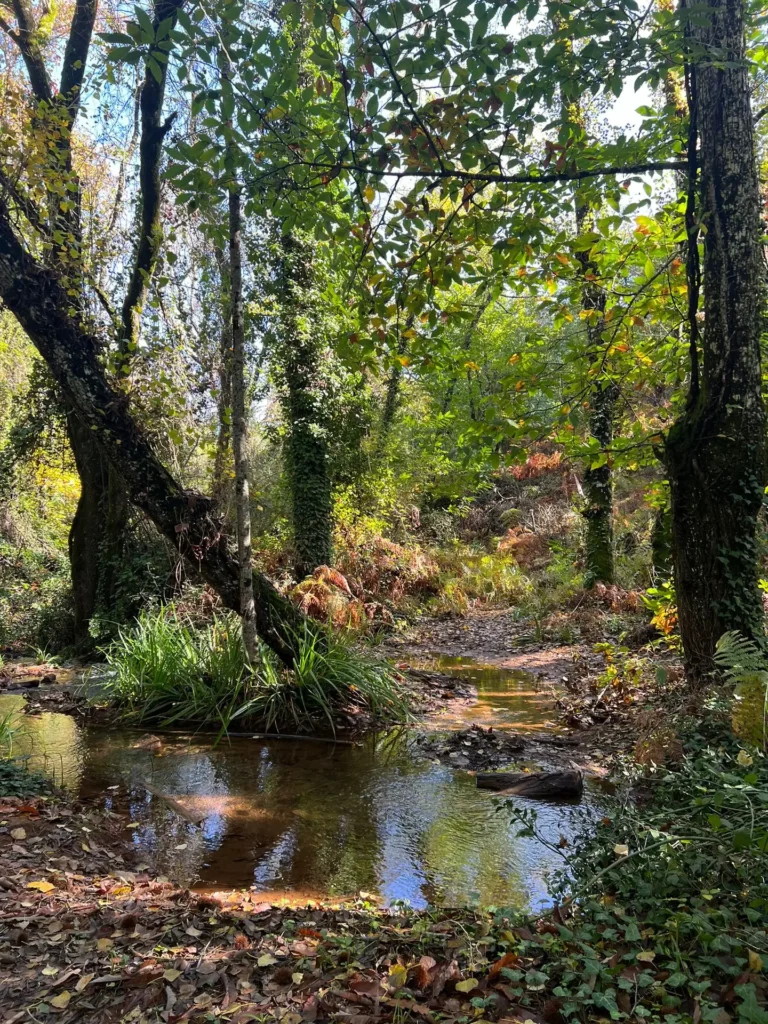 Bosque junto al río