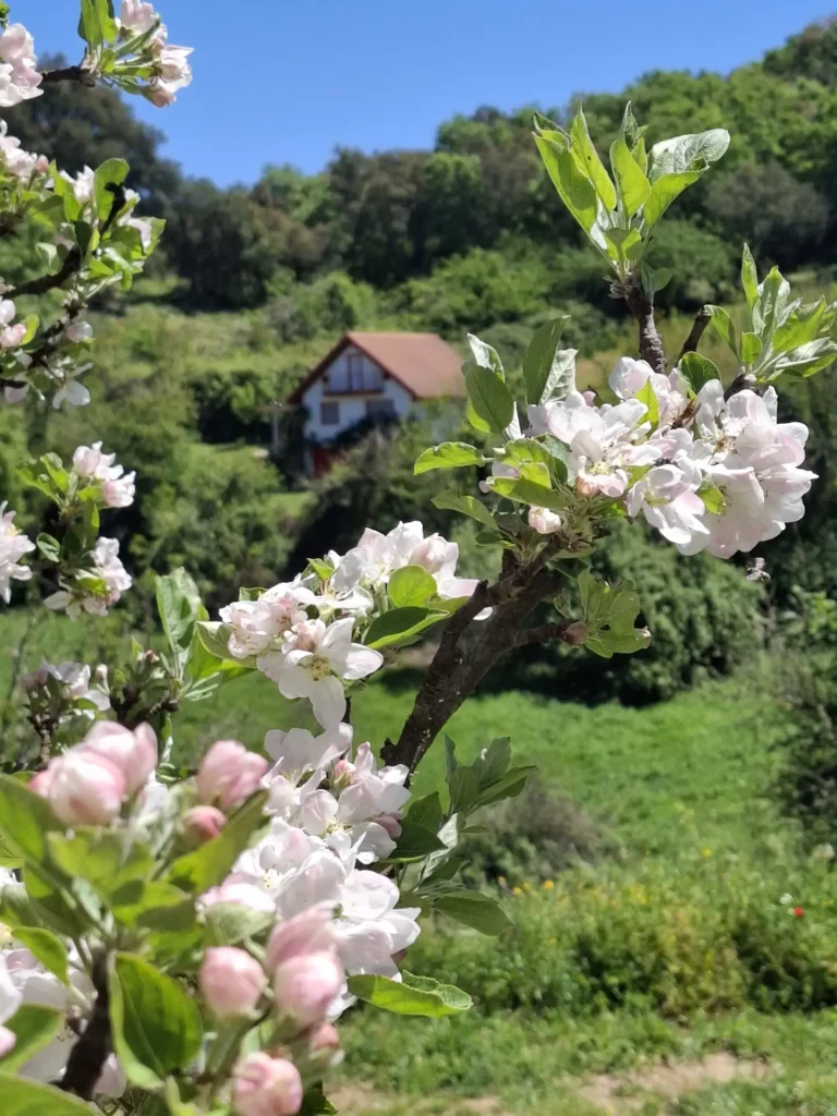 Vista de la casa desde lejos, tras una rama florecida
