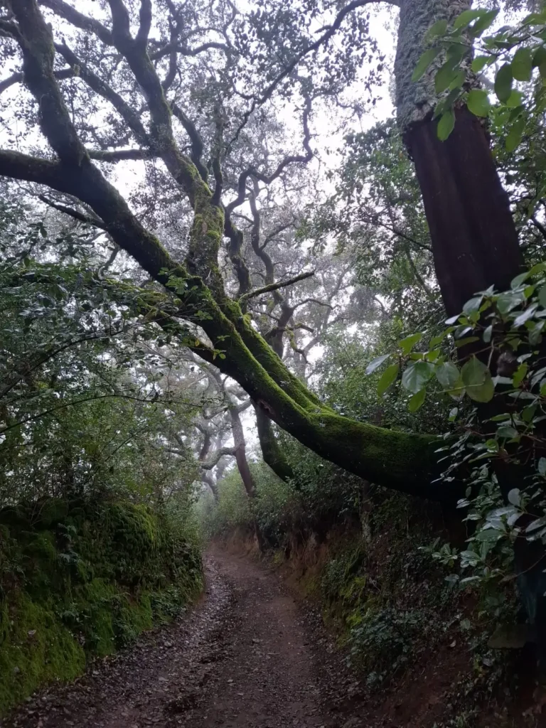 Alcornoques junto a un camino